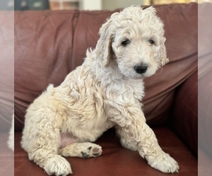 Poodle (Standard) Puppy for Sale in ALLEN, Texas USA