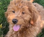 Puppy Puppy 9 Goldendoodle (Miniature)