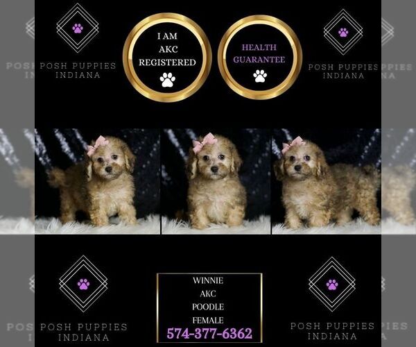Medium Photo #6 Poodle (Miniature) Puppy For Sale in WARSAW, IN, USA