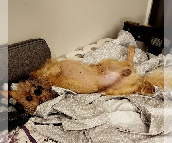 Medium Photo #21 Mutt Puppy For Sale in Philadelphia, PA, USA