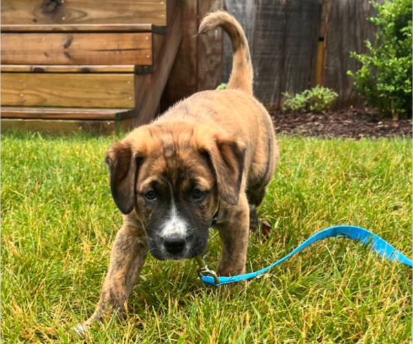 Medium Photo #4 Boxer Puppy For Sale in FENTON, MI, USA