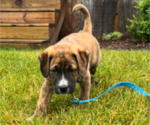 Small #3 Boxer