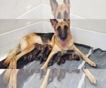 Small Photo #6 German Shepherd Dog Puppy For Sale in HOLLYWOOD, FL, USA