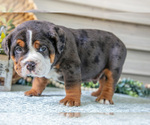 Small #1 Beabull