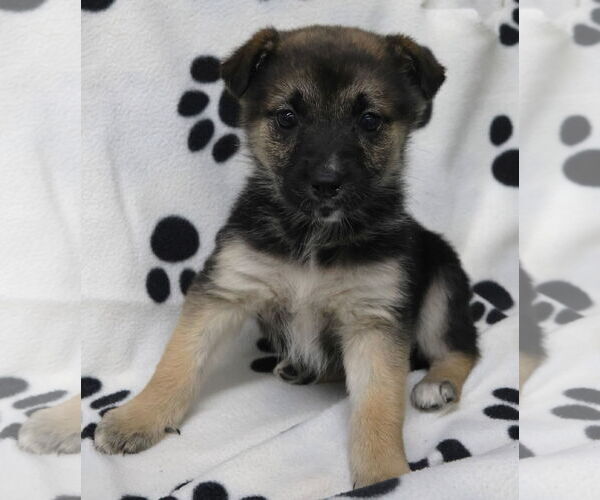 Medium Photo #3 Shepradors Puppy For Sale in Princeton, MN, USA
