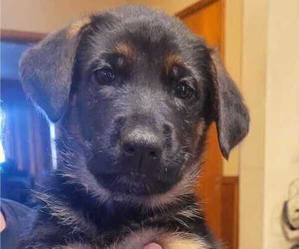 Medium Photo #4 German Shepherd Dog Puppy For Sale in WASHOUGAL, WA, USA