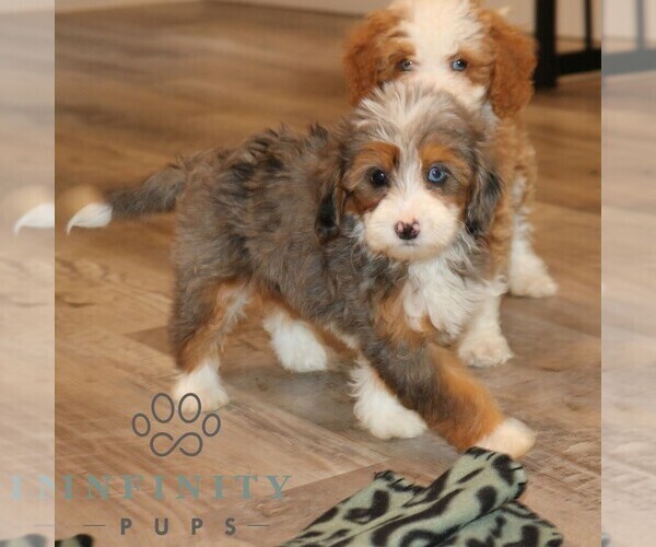 Medium Photo #3 Bernedoodle (Miniature) Puppy For Sale in NARVON, PA, USA