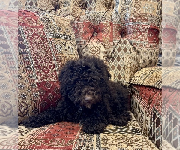 Medium Photo #2 Whoodle (Miniature) Puppy For Sale in DOSS, MO, USA