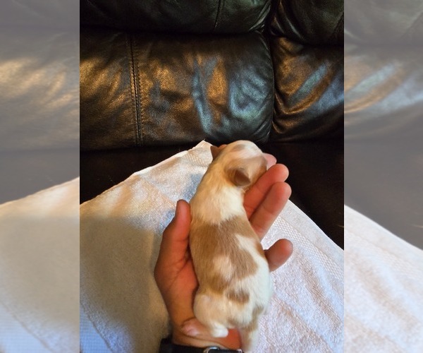 Medium Photo #20 Brittany Puppy For Sale in FORT COLLINS, CO, USA