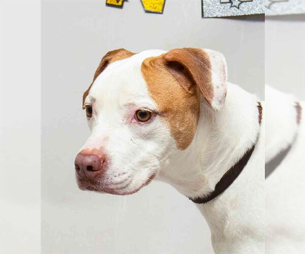 Medium Photo #2 Pointer-Unknown Mix Puppy For Sale in Sanford, FL, USA