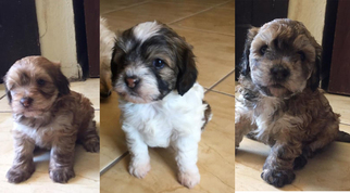 Morkie Puppy for sale in EL PASO, TX, USA