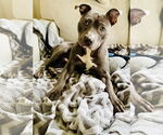 Small #4 American Staffordshire Terrier-Labrador Retriever Mix
