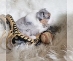 Small #26 Australian Shepherd