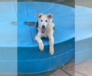 Alaskan Malamute-Huskies  Mix Dogs for adoption in Newport Beach, CA, USA