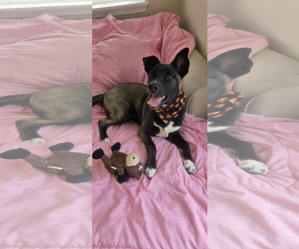 Medium Photo #8 Siberian Husky-Unknown Mix Puppy For Sale in Rockaway, NJ, USA