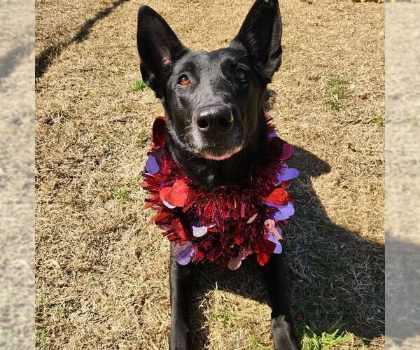 Medium Photo #2 Mutt Puppy For Sale in Imlay City, MI, USA