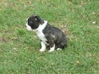 Small Photo #1 Boston Terrier Puppy For Sale in LEBANON, PA, USA