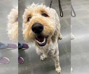 Goldendoodle Dogs for adoption in Lee's Summit, MO, USA