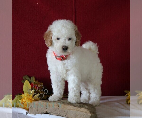 Medium Photo #4 Poodle (Miniature) Puppy For Sale in GORDONVILLE, PA, USA
