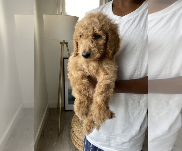 Medium Photo #1 Goldendoodle-Poodle (Standard) Mix Puppy For Sale in LOS ANGELES, CA, USA