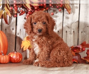 Cock-A-Poo Puppy for sale in MOUNT VERNON, OH, USA