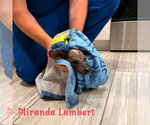 Small #21 Dachshund