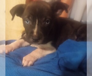 Boerboel-Siberian Husky Mix Puppy for sale in CLEVELAND, OH, USA