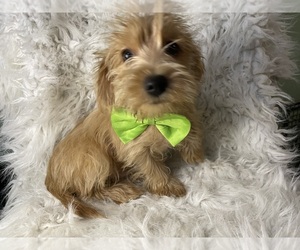 Poodle (Toy)-West Highland White Terrier Mix Puppy for sale in BEECH GROVE, IN, USA