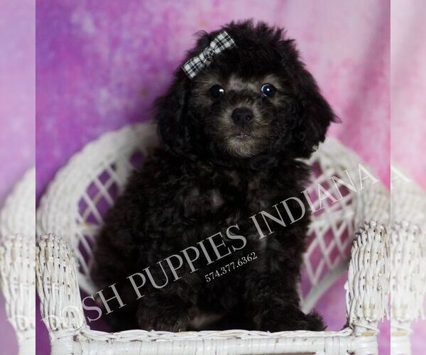 Medium Photo #123 Poodle (Toy) Puppy For Sale in WARSAW, IN, USA