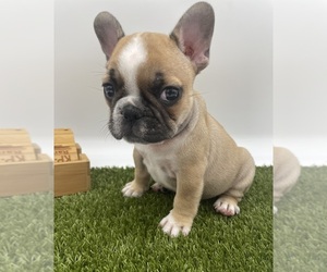 French Bulldog Puppy for sale in TOMBALL, TX, USA