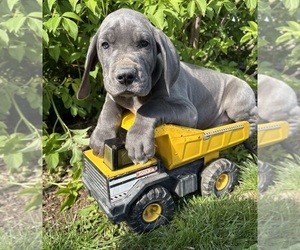 Great Dane Puppy for sale in MIDDLEBURY, IN, USA