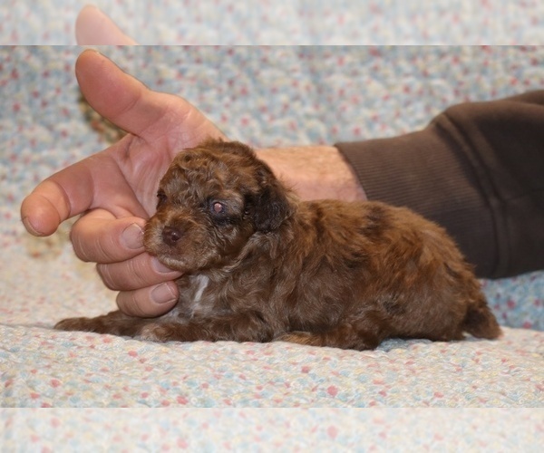 Medium Photo #5 Poodle (Toy) Puppy For Sale in DYERSBURG, TN, USA