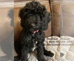Puppy 1 Goldendoodle (Miniature)