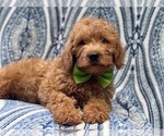 Small Photo #14 Miniature Labradoodle Puppy For Sale in LAKELAND, FL, USA