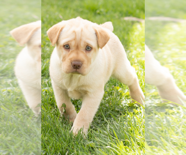 Medium Photo #2 Cocker-Pei Puppy For Sale in MILLERSBURG, IN, USA