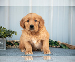 Small #1 Golden Retriever