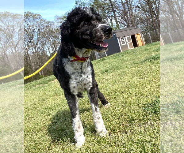 Medium Photo #4 Aussiedoodle Puppy For Sale in Pacolet, SC, USA