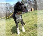 Small #3 Aussiedoodle