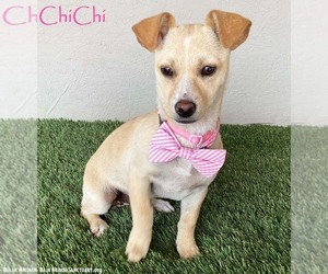 Chihuahua-Unknown Mix Dogs for adoption in San Diego, CA, USA