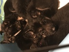 Small Photo #1 German Shepherd Dog Puppy For Sale in LOVELAND, CO, USA