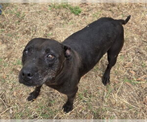Mutt Dogs for adoption in Augusta, GA, USA