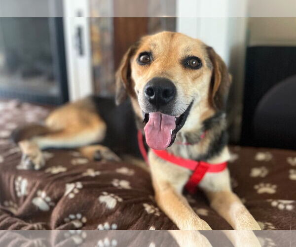 Medium Photo #1 Beagle Puppy For Sale in Dunnellon, FL, USA