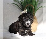 Small Photo #8 Cavapoo Puppy For Sale in JONES, MI, USA