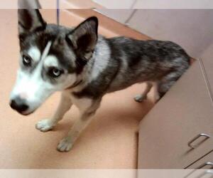 Siberian Husky Dogs for adoption in Martinez, CA, USA