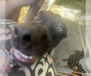 Kojack - - Male Great Dane-Labrador Retriever Mix Dog for Adoption - Photo #5