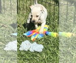 Small #6 Labrador Retriever Mix