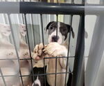 Small #18 American Pit Bull Terrier-Australian Shepherd Mix