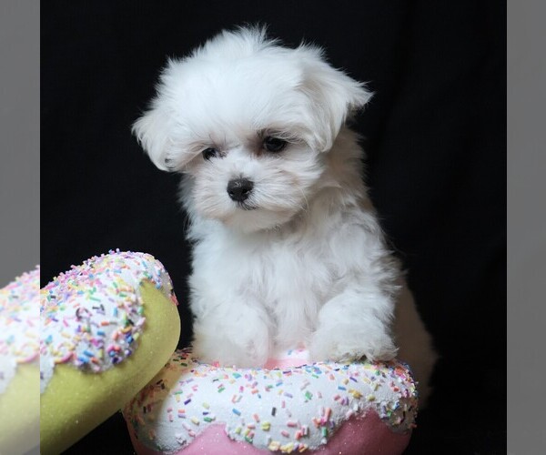 Medium Photo #2 Maltese Puppy For Sale in ROCK VALLEY, IA, USA