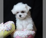 Small #1 Maltese