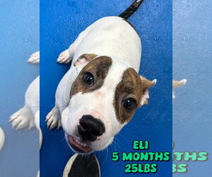 Boxer-Unknown Mix Dogs for adoption in Woodbury, NY, USA